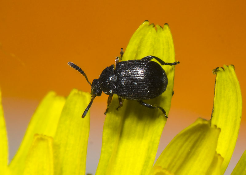 Bruchus luteicornis, femmina (Chrysomelidae Bruchinae)